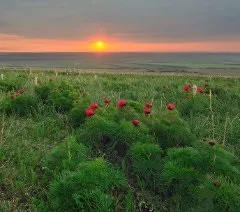Патисон - тарілчаста гарбуз, osadovod - все про садe, городі і дизайні (гарбуз) Патисон - тарілчаста гарбуз, osadovod - все про садe, городі і дизайні