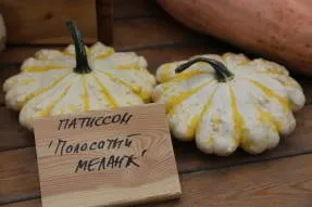 Патисон - гарбузові культури - овочеві культури (вираженим зубчастим краєм) Патисон - гарбузові культури - овочеві культури