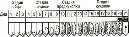 Бджолина сім'я склад, життя і обов'язки (життя) Бджолина сім'я склад, життя і обов'язки