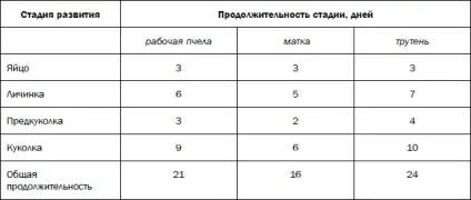 Бджолина сім'я склад, життя і обов'язки (бджолине) Бджолина сім'я склад, життя і обов'язки