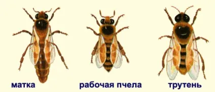 Бджолина сім'я склад, життя і обов'язки (бджолине) Бджолина сім'я склад, життя і обов'язки