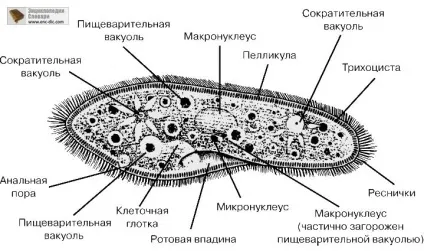 Парамеціі - енциклопедії & amp; словники (видів Прісноводні рідше) Парамеціі - енциклопедії & amp; словники