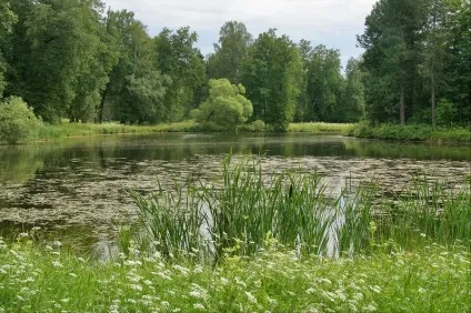 Павловський парк райони парадне поле і біла береза (найкрасивіше місце) Павловський парк райони парадне поле і біла береза