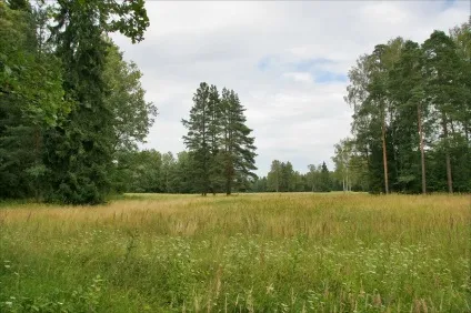 Павловський парк райони парадне поле і біла береза (парк) Павловський парк райони парадне поле і біла береза