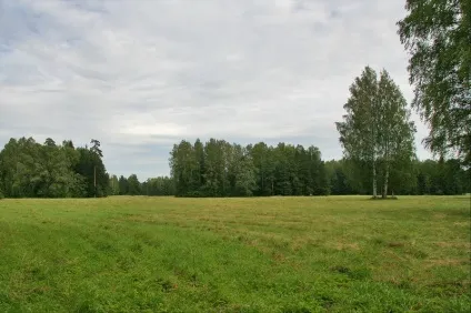 Павловський парк райони парадне поле і біла береза (павловській парк) Павловський парк райони парадне поле і біла береза