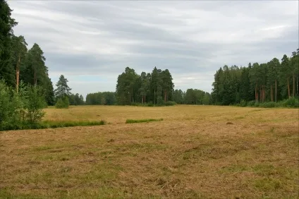 Павловський парк райони парадне поле і біла береза (біла) Павловський парк райони парадне поле і біла береза