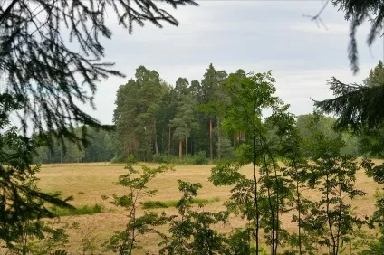 Павловський парк райони парадне поле і біла береза (розовопавільонние ставки) Павловський парк райони парадне поле і біла береза