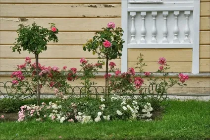 Павловський парк райони парадне поле і біла береза (парадне) Павловський парк райони парадне поле і біла береза