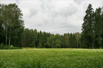 Павловський парк райони парадне поле і біла береза (П'єтро Гонзаго) Павловський парк райони парадне поле і біла береза