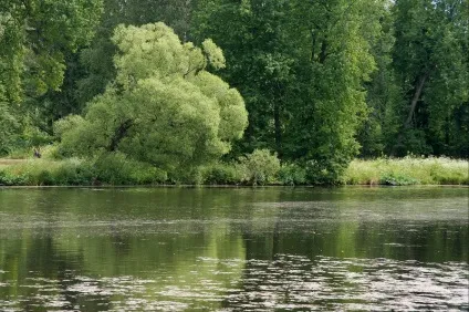 Павловський парк райони парадне поле і біла береза (парк) Павловський парк райони парадне поле і біла береза