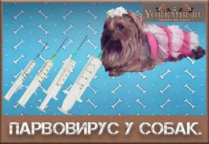 Парвовирус у собак, симптоми, лікування, діагностика (парвовирус) Парвовирус у собак, симптоми, лікування, діагностика