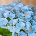 Пеларгонія ампельна догляд, розмноження, сорти, фото і відео