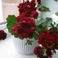 Пеларгонія ампельна догляд, розмноження, сорти, фото і відео