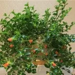 пересадка калатеи