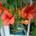 Пересадка плетистих троянд, будинок, сад, город (пересадка) Пересадка плетистих троянд, будинок, сад, город