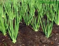 Пеларгонія ампельна вирощування і догляд в домашніх умовах (ампельна) Пеларгонія ампельна вирощування і догляд в домашніх умовах