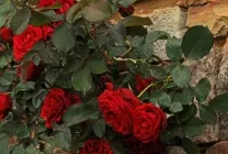Пересадка в'юнких троянд на інше місце посадка, коли можна пересаджувати, восени, навесні, в (посадка) Пересадка в'юнких троянд на інше місце посадка, коли можна пересаджувати, восени, навесні, в