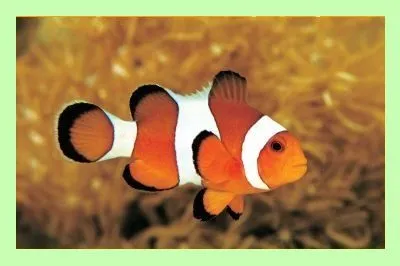 Перекладач для skype завантажити безкоштовно, блог михаила бондаренко (clownfish for skype) Перекладач для skype завантажити безкоштовно, блог михаила бондаренко
