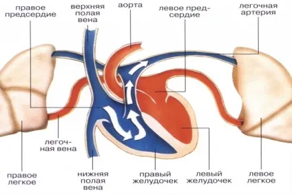 Перевантаження правого передсердя що це таке, симптоми і лікування (передсердя) Перевантаження правого передсердя що це таке, симптоми і лікування