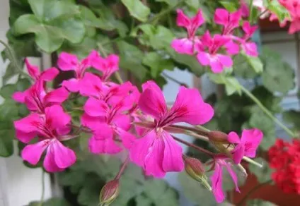 Пеларгонія ампельна догляд, розмноження, сорти, фото і відео