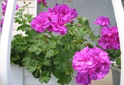 Пеларгонія ампельна догляд, розмноження, сорти, фото і відео