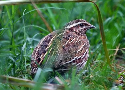 Перепілка, перепел (coturnix coturnix) фото, польові ознаки перепела ареал дати відліт приліт біотоп (польові) Перепілка, перепел (coturnix coturnix) фото, польові ознаки перепела ареал дати відліт приліт біотоп