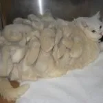 Лупа у кішки причини на спині біля хвоста і лікування з фото, котізм (кішки) Лупа у кішки причини на спині біля хвоста і лікування з фото, котізм