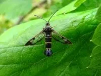 Пістрянка - шкідлива метелик в наших садах (пістрянка є обприскування дерев) Пістрянка - шкідлива метелик в наших садах
