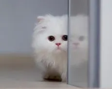 перська шиншила