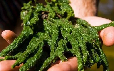 Пілінг від розтяжок лазерний, хімічний, йодове, домашній (пілінг) Пілінг від розтяжок лазерний, хімічний, йодове, домашній