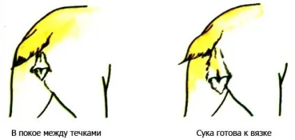Перша тічка, майбутнім власникам (лабрадор) Перша тічка, майбутнім власникам