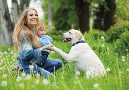 Petprofi - електричні нашийники (Електронашийники) (canicom) Petprofi - електричні нашийники (Електронашийники)
