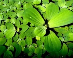 Пістія шарувата або водяна капуста (пистия шарувата) Пістія шарувата або водяна капуста