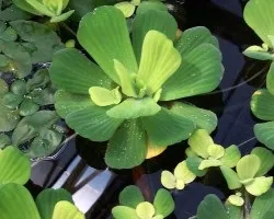 Пістія шарувата або водяна капуста (водяна) Пістія шарувата або водяна капуста