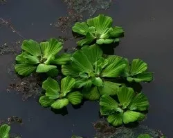 Пістія шарувата або водяна капуста (пистия шарувата) Пістія шарувата або водяна капуста