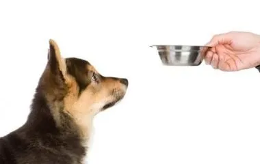 харчування собак
