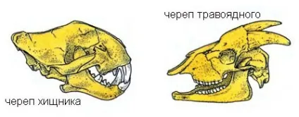 Харчова ланцюг травоїдних і м'ясоїдних тварин (ланцюг) Харчова ланцюг травоїдних і м'ясоїдних тварин