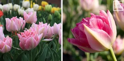 Піоновідние тюльпани - фото і опису 10 кращих сортів, в квітнику () (махрові тюльпани) Піоновідние тюльпани - фото і опису 10 кращих сортів, в квітнику ()