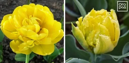 Піоновідние тюльпани - фото і опису 10 кращих сортів, в квітнику () (сортів) Піоновідние тюльпани - фото і опису 10 кращих сортів, в квітнику ()