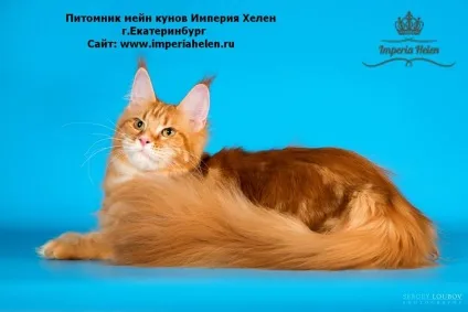 Розплідники собак і кішок