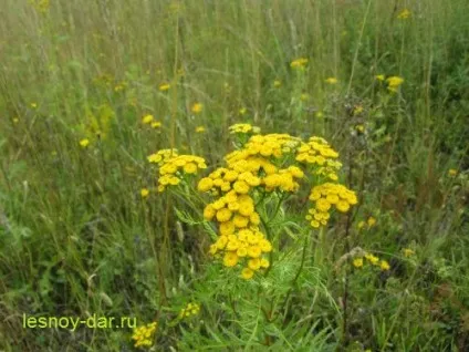 Пижмо звичайна, лісова комора (звичайна) Пижмо звичайна, лісова комора