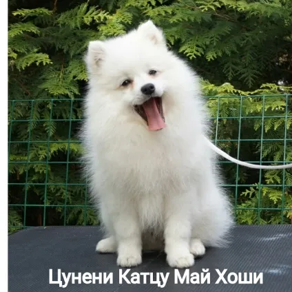 Розплідники собак і кішок