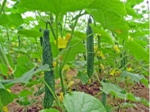 Огірки китайські довгоплідні
