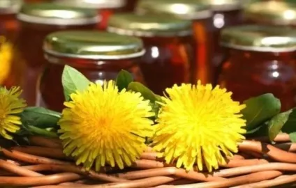 Кульбаба для печінки як застосовувати, користь, як застосовувати кульбаба (печінки складових частин) Кульбаба для печінки як застосовувати, користь, як застосовувати кульбаба