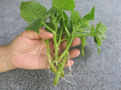 Огірки в теплиці як продовжити плодоношення, прискорити дозрівання, період вегетації (продовжити) Огірки в теплиці як продовжити плодоношення, прискорити дозрівання, період вегетації