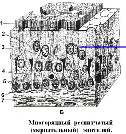 Одношаровий циліндричний епітелій - студопедія (розрізняють залози Заліза) Одношаровий циліндричний епітелій - студопедія