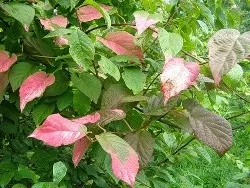 Плід ківі це корисно, азбука здоров'я (плід) Плід ківі це корисно, азбука здоров'я