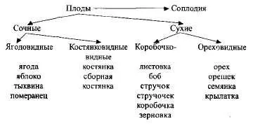 Плоди і насіння