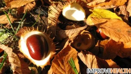 Плоди каштана користь і шкода для організму (шкода) Плоди каштана користь і шкода для організму
