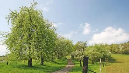Плодові дерева груша звичайна фото і опис крони і плода (фото) Плодові дерева груша звичайна фото і опис крони і плода